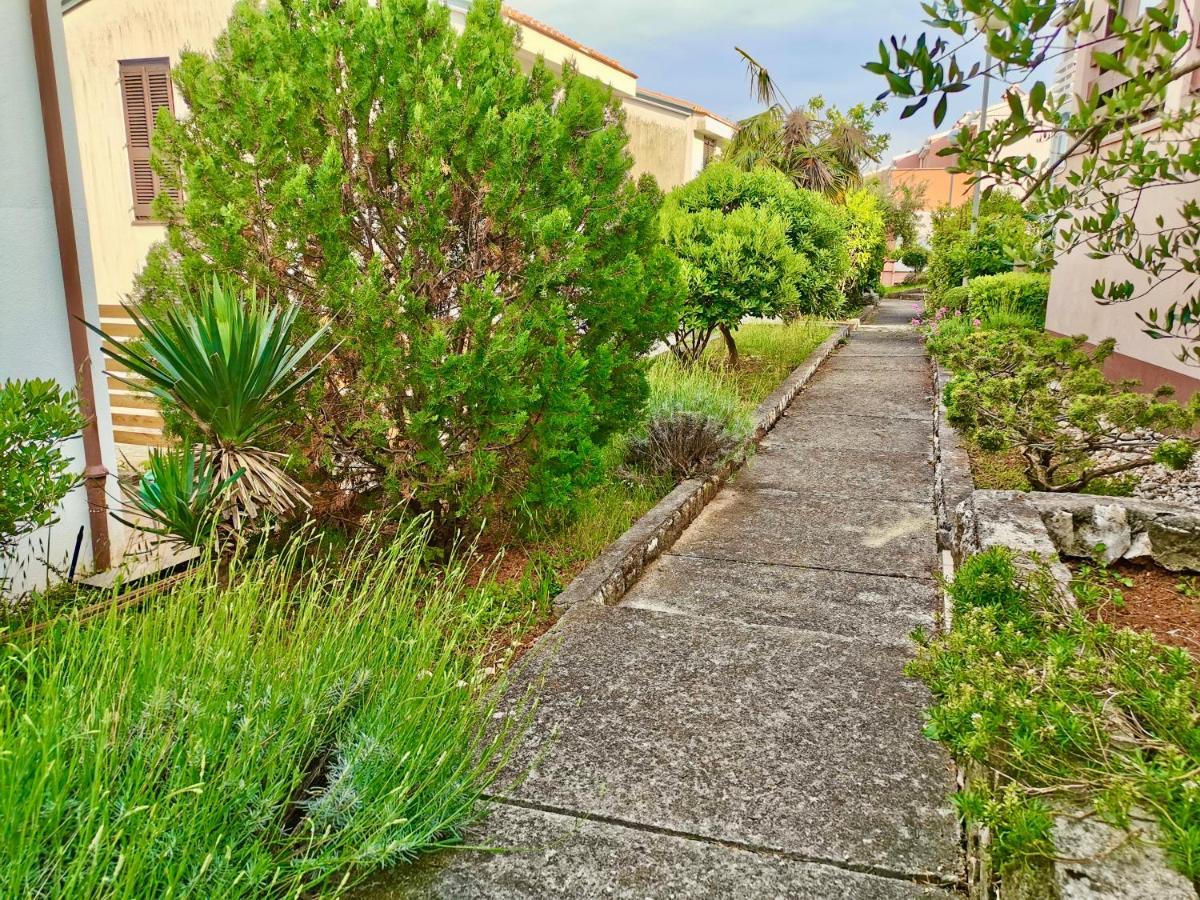 Lavandula Labin  Luaran gambar